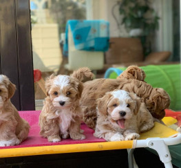 Pets  - Havanes puppies available now