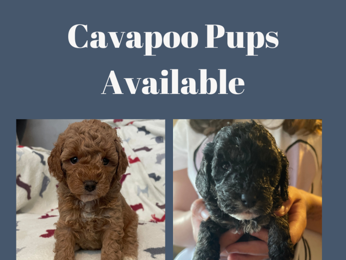 *only 3 left* 10 healthy cavapoo puppies for sale