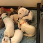 Beautiful kc reg English bull terrier puppies for sale