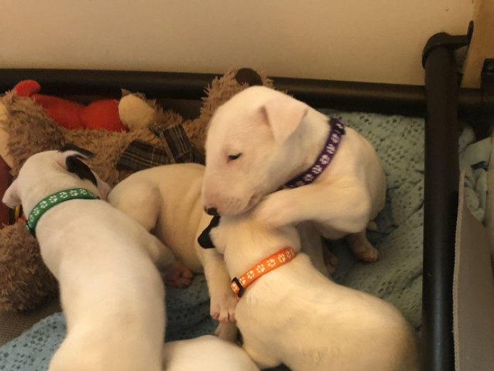 Beautiful kc reg English bull terrier puppies for sale