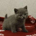 GCCF Blue British Shorthair Kittens for Sale