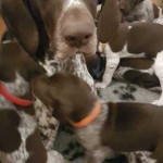 KC REGISTERED GSP GERMAN SHORTHAIRED POINTER PUPPIES