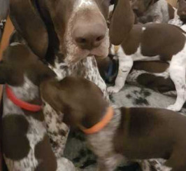 KC REGISTERED GSP GERMAN SHORTHAIRED POINTER PUPPIES