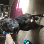 Staffie/jack russell and staffie/labrador