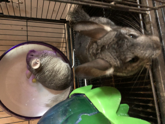 3 Chinchillas and cage and accessories for sale