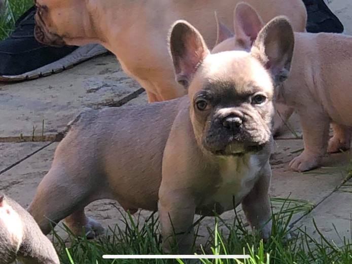 3 handsome French bulldog puppies ready to leave Friday 