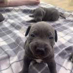 Chunky blue staffy puppies for sale
