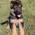 Obedient, Intelligent, Curious, Alert, Loyal, Confident, Watchful, Courageous German Shepherd For Sa…