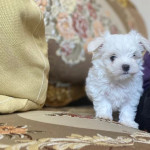 Snow White TeaCup Maltese puppies Boys and Girls Available.