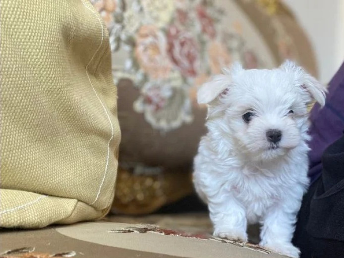 Snow White TeaCup Maltese puppies Boys and Girls Available.