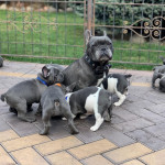 KC Reg French Bulldog puppies