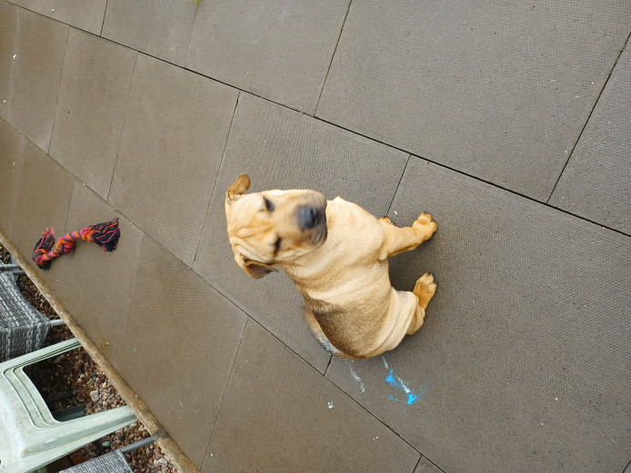 4 month old Shar pei pup