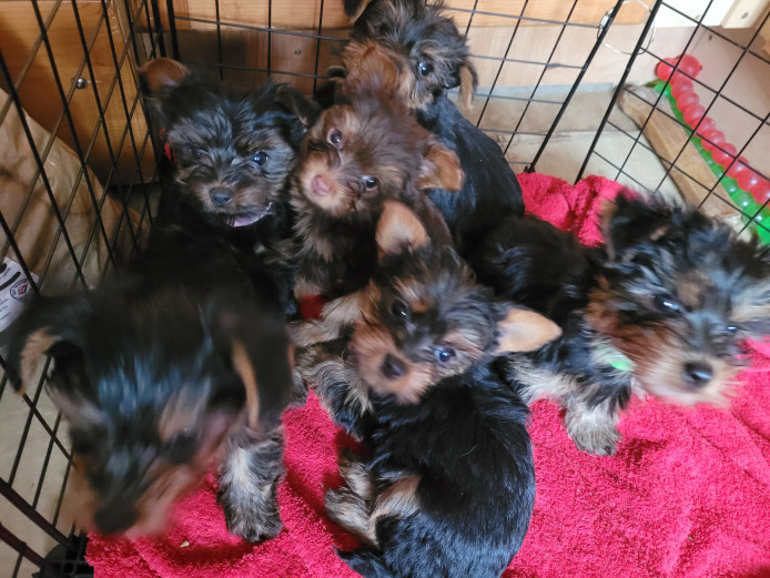 Lovely Pure-blood Yorkshire Terrier Small Puppies
