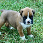 Stunning Boxer Puppies *only 1 Girl & 1 Boy Left*