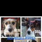 2male Jack Russell Puppies