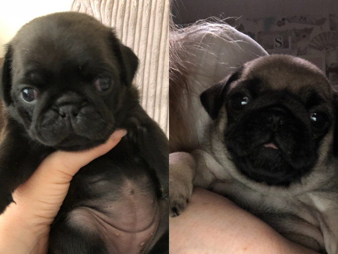 2 gorgeous kc pug girls are remaining from a litter of 6