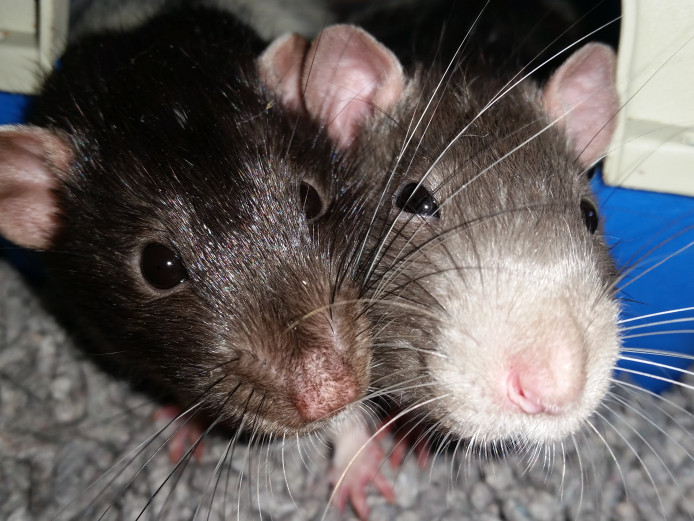 Two male rats for rehoming. (Cage and Accs)