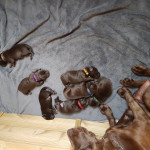 Chocolate labrador pups for sale