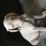 Weimaraner puppy girls and boys available 