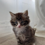 Fluffy Tabby kitten - Male