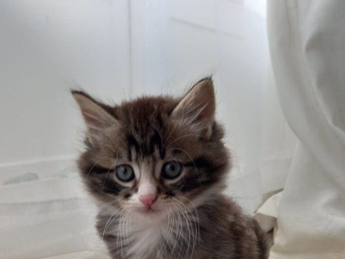 Fluffy Tabby kitten - Male