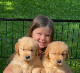 Pets  - 2 Cute Golden Retriever Pups for Adoption
