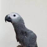 Male African Grey Parrot For Sale