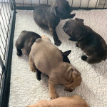 Kc registered French bulldog puppies 