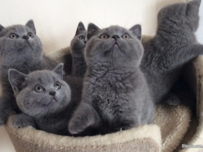 Beautiful British Short-hair Kittens For Sale