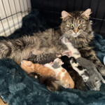 8 Maine coon kittens 