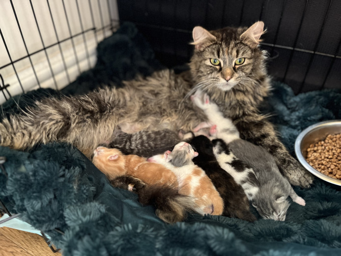 8 Maine coon kittens 