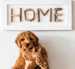 Pets  - Golden Doodle Puppies For Adoption