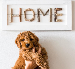 Golden Doodle Puppies For Adoption