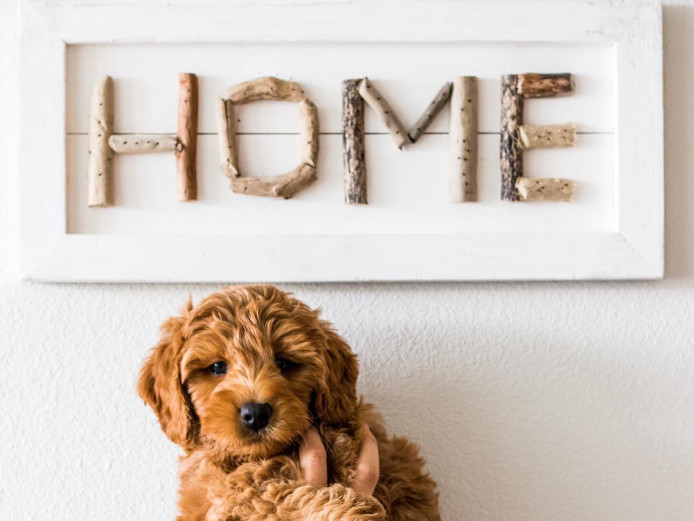Golden Doodle Puppies For Adoption