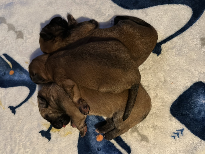German shepherd puppies for sale 