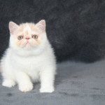 Exotic Shorthair male kitten, for company & show
