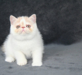 Exotic Shorthair male kitten, for company & show