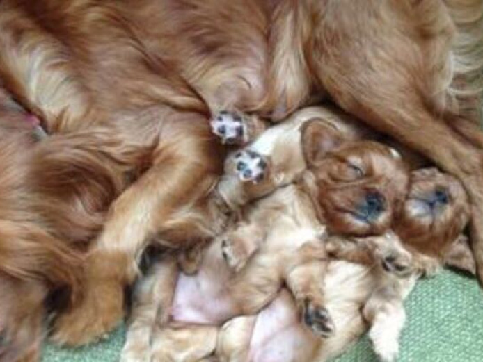 Beautiful litter of Ruby red cavalier king Charles puppys
