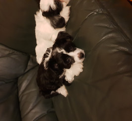 2 puppies for sale 