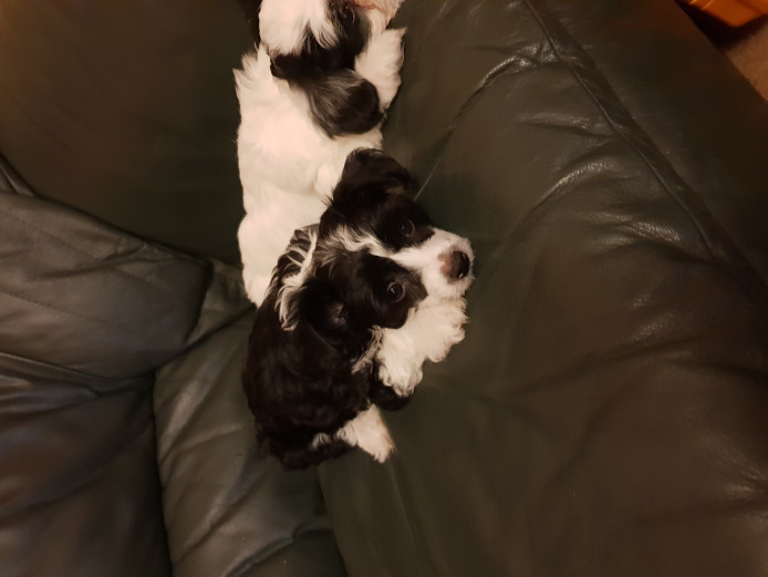 2 puppies for sale 