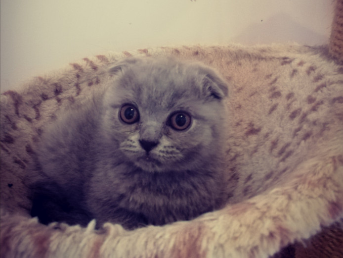 Unique Scottish Fold and straight kittens 