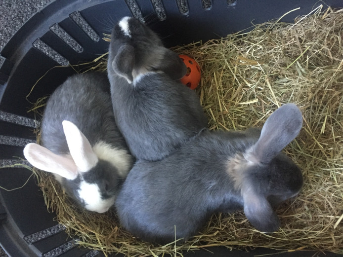 3 baby rabbits