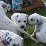 Top Quality Dalmatian Produced Lovely Puppies **ready Now**