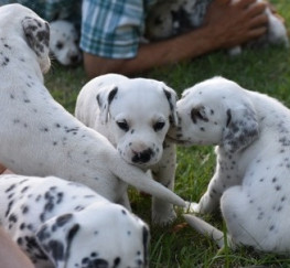 Pets  - Top Quality Dalmatian Produced Lovely Puppies **ready Now**