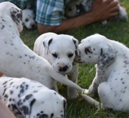 Top Quality Dalmatian Produced Lovely Puppies **ready Now**