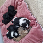 2 malshi pups for sale