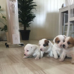 Four adorable Jack Russel puppies