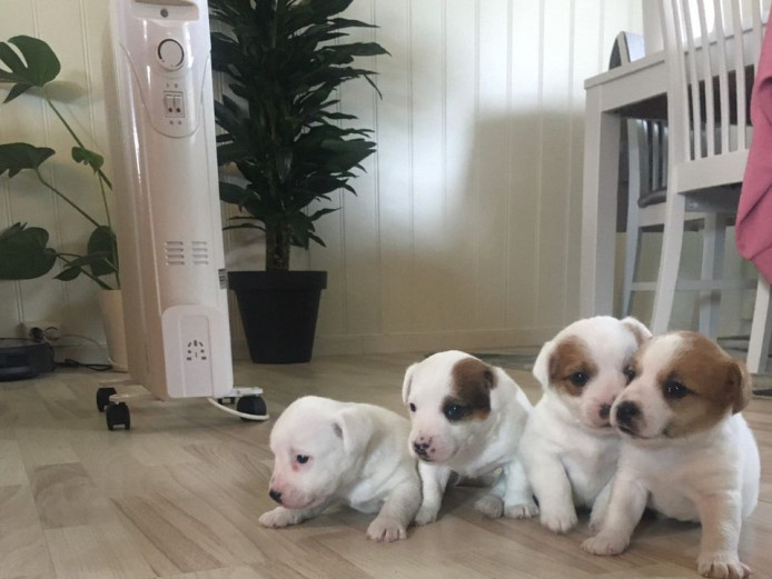 Four adorable Jack Russel puppies