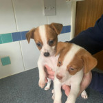 Beautiful jack Russell x puppies 