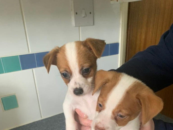 Beautiful jack Russell x puppies 